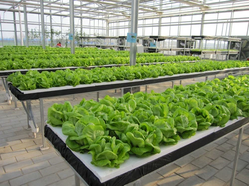 Hydroponics Greenhouse