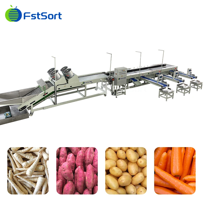 Fstsort Vegetable Washing Machine Manufacturers Turnip/ Beets Grader/Malanga/Taro/Eddo Cleaning Drying Sorting Machine Adjustable Sizer