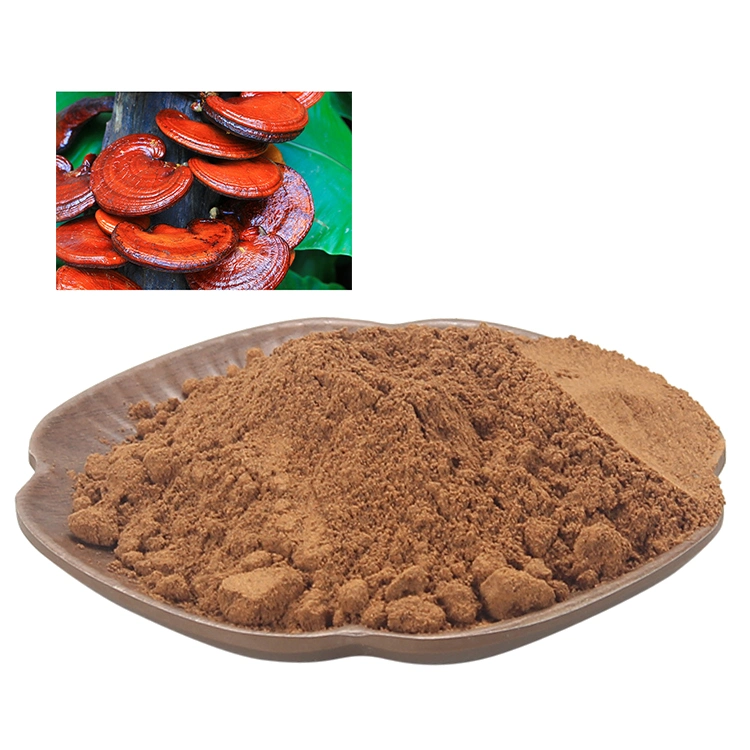 بيع ساخنة Lingzhi Mushroom Herbal Tea Ganoderma Lucidum Extract Reishi مسحوق استخراج الفطر