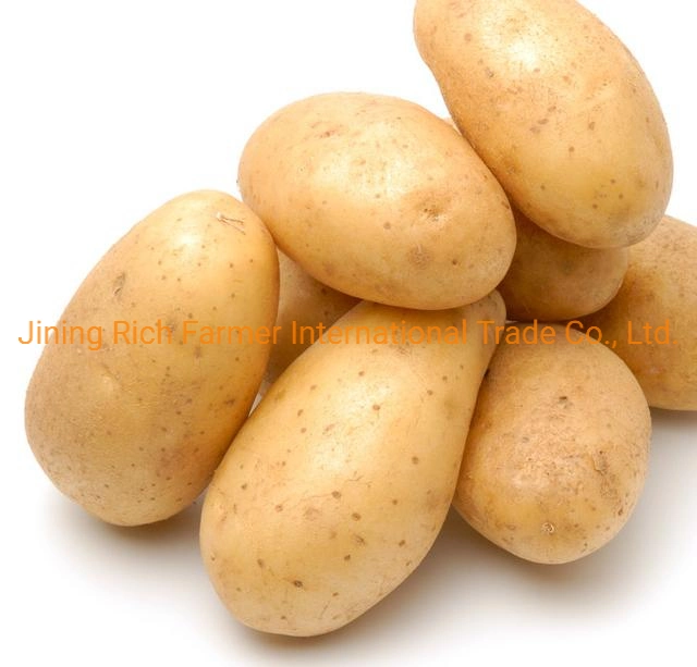 Fresh Potato Packing in Mesh Bag China New Season Potato