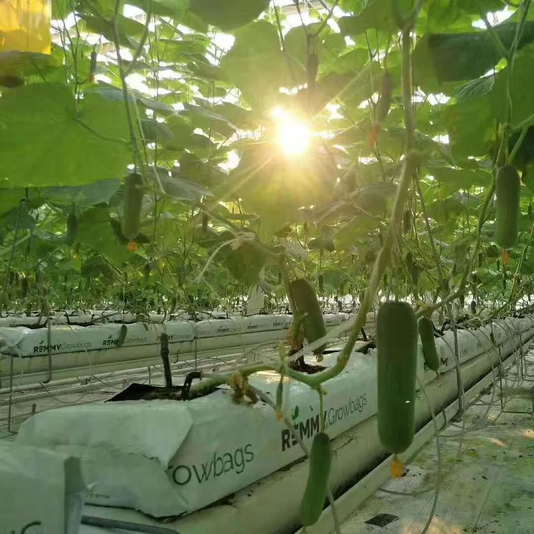 Plantando sistemas de crecimiento hidropónico barrancos PVC NFT Canal de canal de la mantequilla