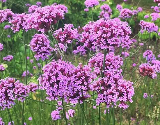 Extracto de Verbena certificado ISO Extracto de Verbena de limón Extracto de Verbena Lippia citriodora