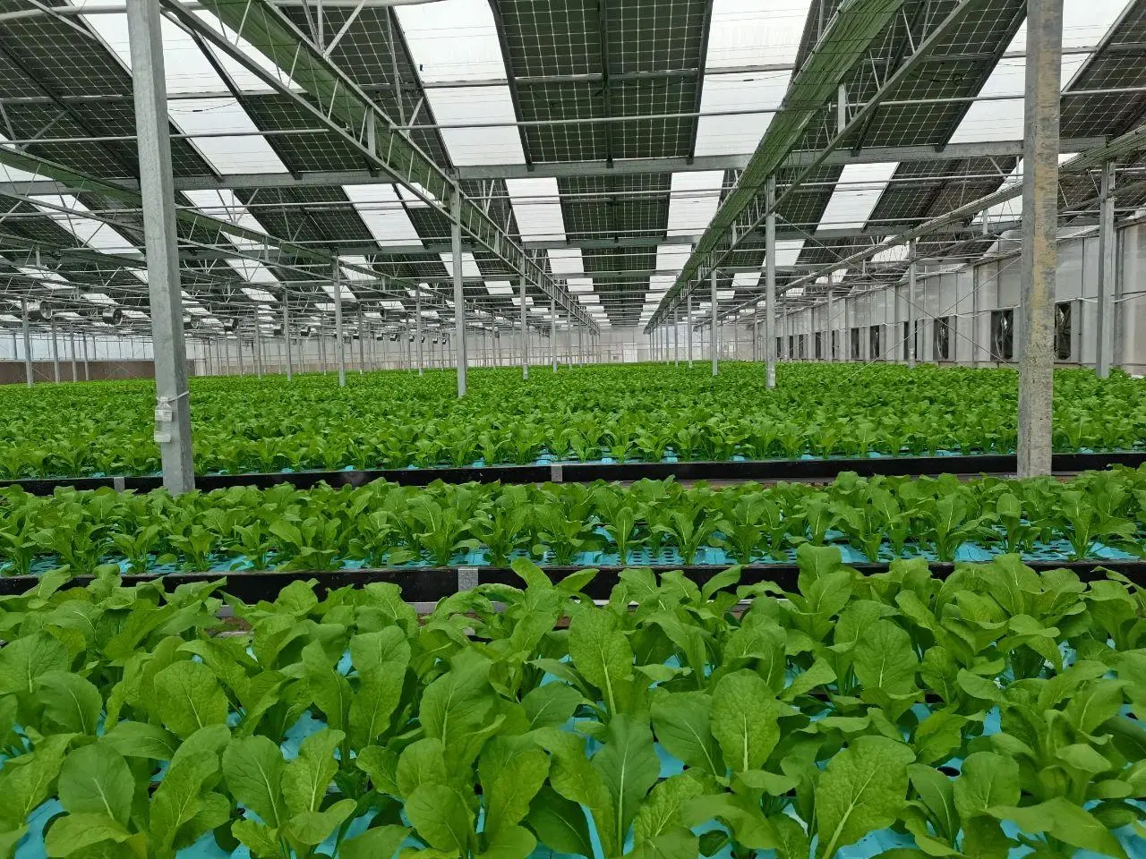 Glass Green House Greenhouse Manufacturers with Temperature Control System/Fan/Seedbed/External/Internal Shading