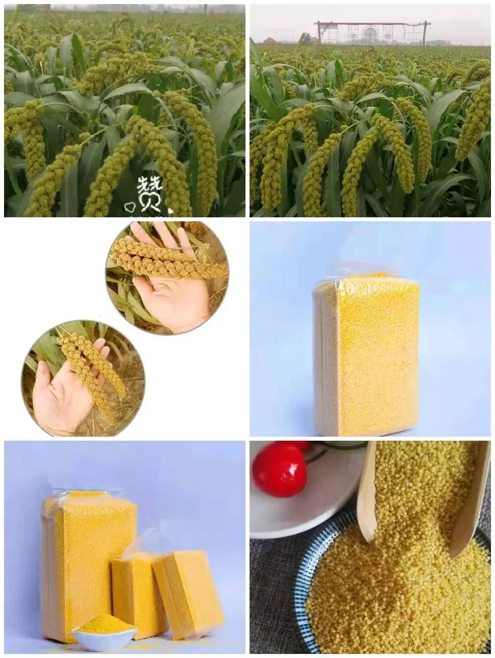 8000 Years Ago, Chinese Organic and Natural Millet Manufacturers Directly Sold The Origin of Millet in The World.