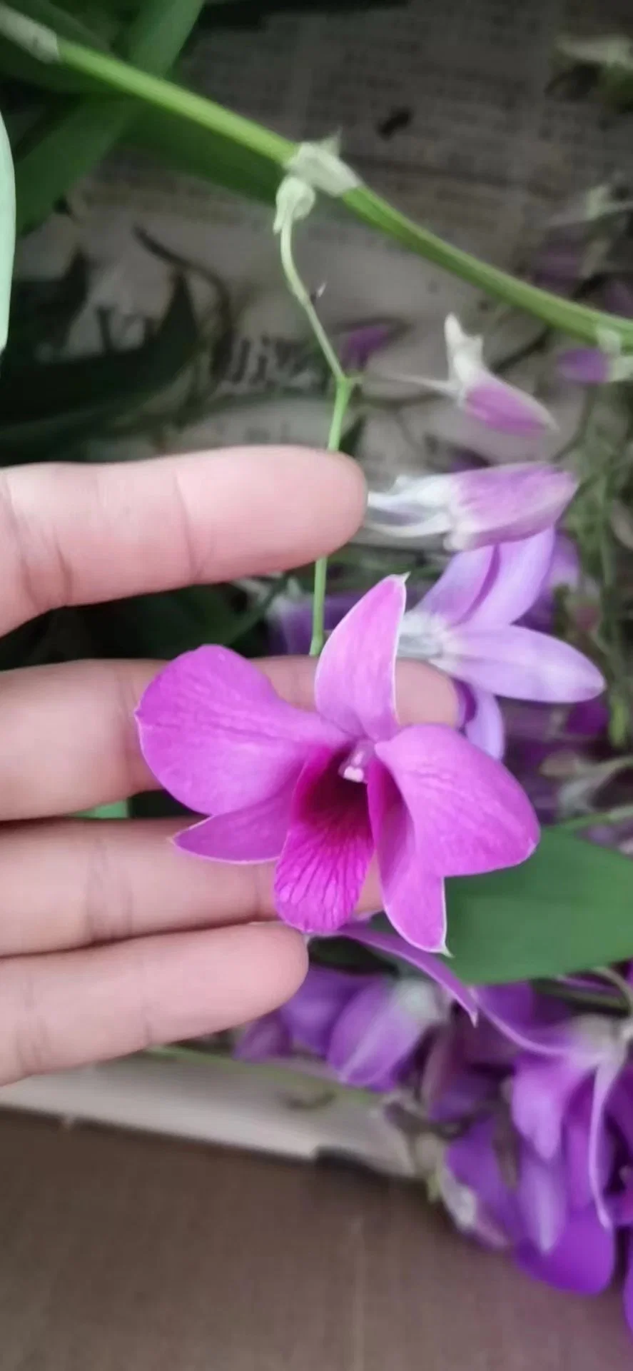 Dendrobium nobile Lindl. Las plantas reales