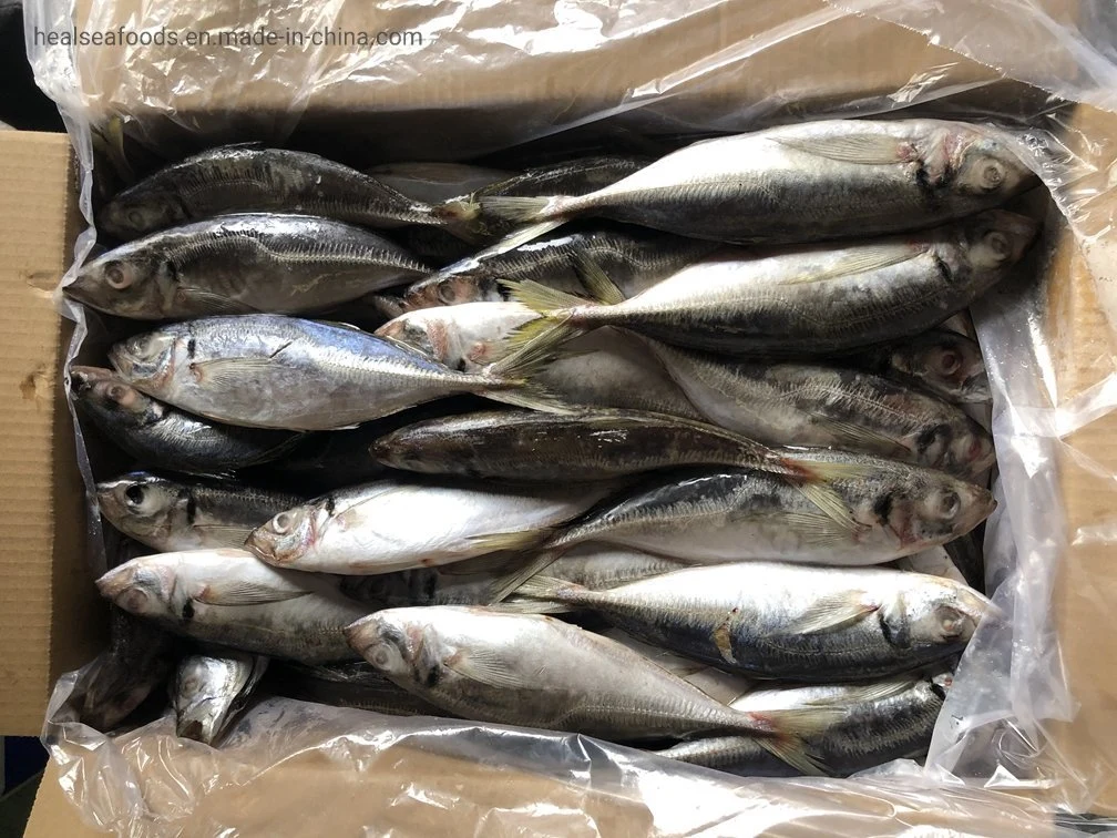 Block Shape Frozen Horse Mackerel W/R Frozen Fish Horse Mackerel for Selling