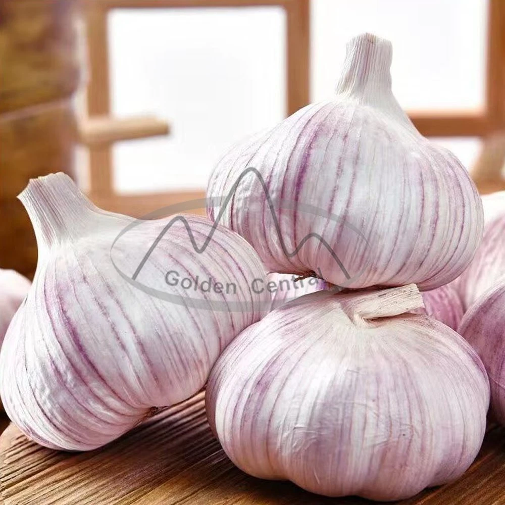 Provide Fresh China Elephant White Garlic for Overseas Market