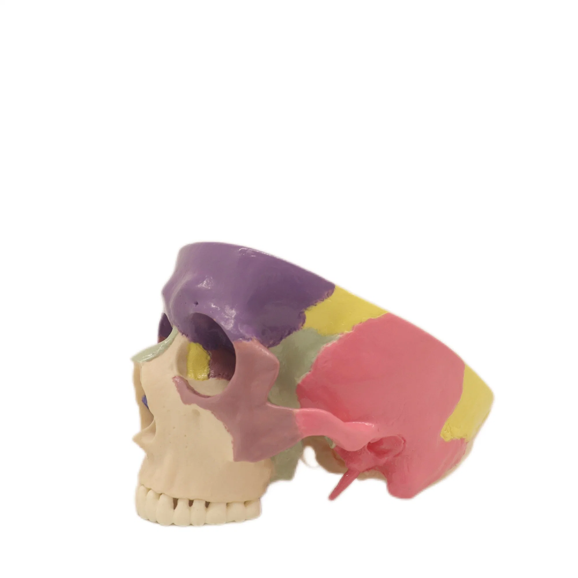 Best Selling Biological Lab Teaching Models Expansion Model of Cranial Base Skeleton Model