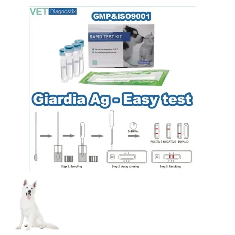 Antígeno Giardia Lamblia Giardia Prueba rápida prueba AG