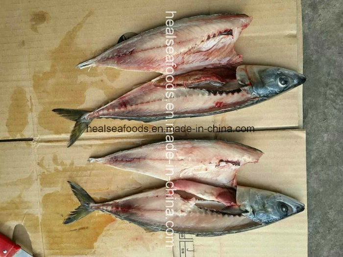 Frozen White Belly Mackerel on Sale