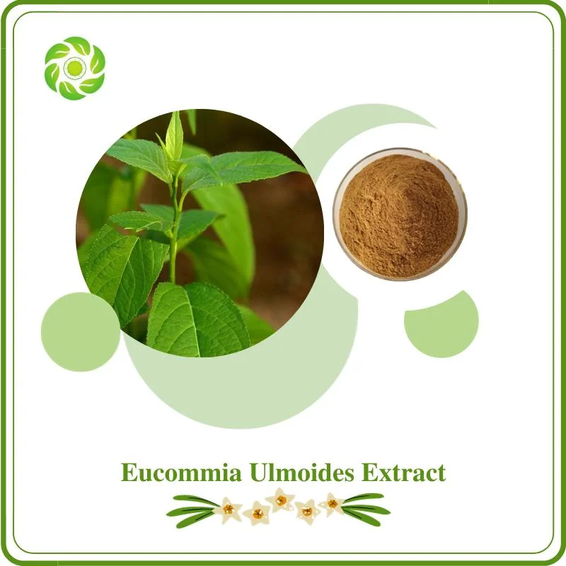 WWB Largest Manufacturer 10%~98% Chlorogenic Acid Animal Feed Eucommia Ulmoides Extract/Honeysuckle Extract/Green Coffee Bean Extract/Artichoke Extract