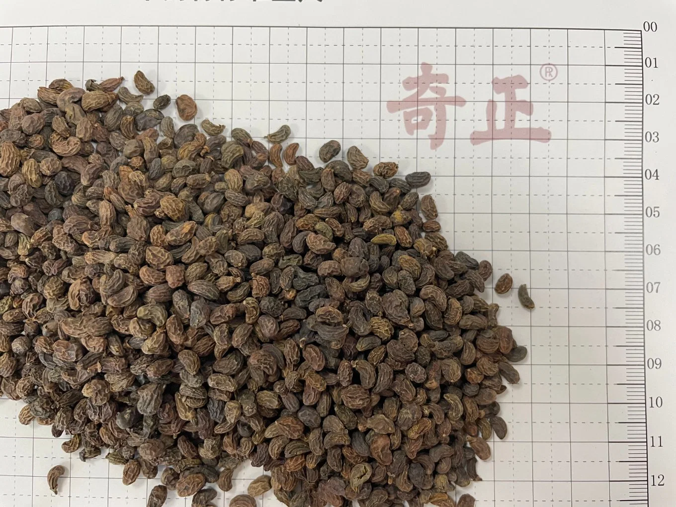 Nv Zhen Zi Privet brillante fruto Fructus Ligustri Lucidi Venta caliente la medicina herbaria china hierbas secas naturales