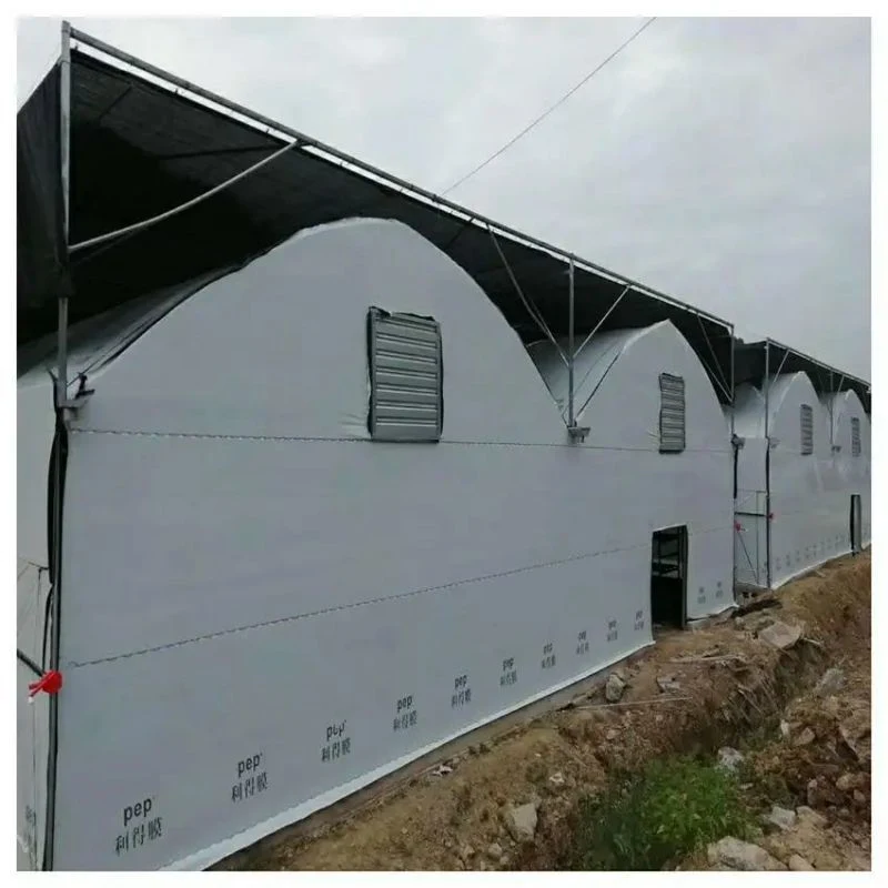 High Tunnel Multi-Span Film Greenhouse with Automated Watering for Agriculture