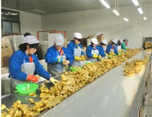 2023 New Harvest Top Laiwu Quality Fat Young Fresh Ginger IQF Frozen Ginger for Hot Selling Vegetable