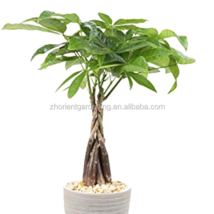 Meilleure qualité de l'usine Pachira tressé Bonsai Tree porter chance et d'argent Home &amp; Garden decoration