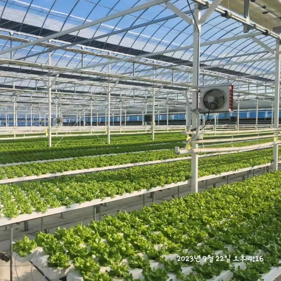 Hydrokultur Gewächshaus Nft Kanal Salat Pflanzung Hydrokultur System