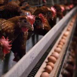 Новая конструкция цыпленок дом цены стали здание клеток яйцо прокладки для домашней птицы фермы