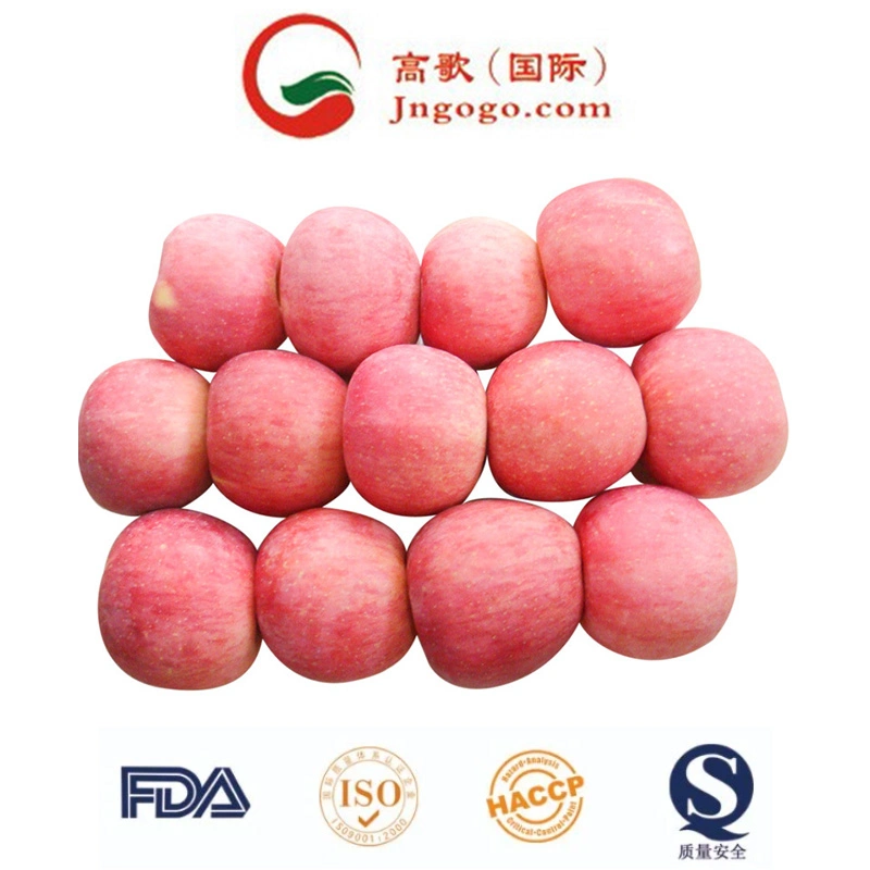 New Crop Fresh Chinese FUJI Apple