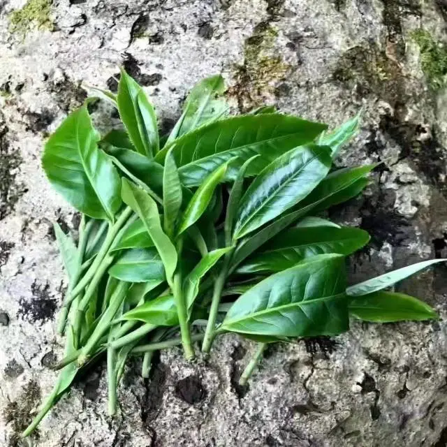 2022 Yunnan Touchun PU' er thé Le thé de l'arbre antique Kuzhushan origine antique Shengpu gros arbre de thé en vrac Thé chinois Thé noir