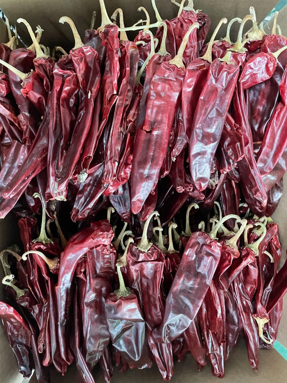 Hot Selling Dry Chilli/Jinta Chilli in China/Guajillo Chilli