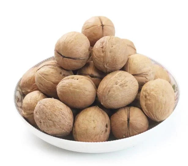 Chinese High Quality Walnuts in Shell Paper Shell Walnuts