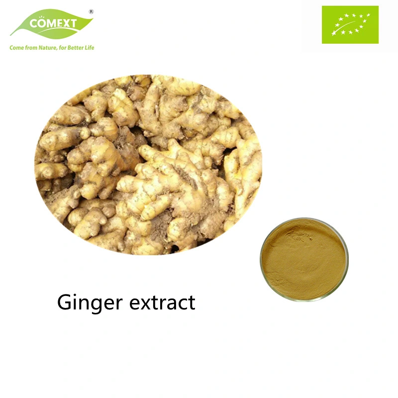 Comext Factory High quality/High cost performance  100% Natural Health Product Ginger Extract Ginger Root Extract