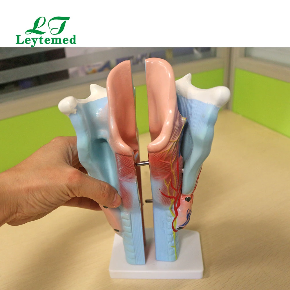 Ltm301 Life - Size Magnified Human Larynx Model Use with Medical