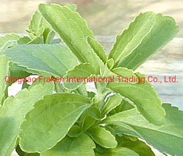 High Quality Steviosides & Rebaudioside a - Stevia