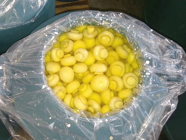 Food Preserved Mushroom in Drum From China