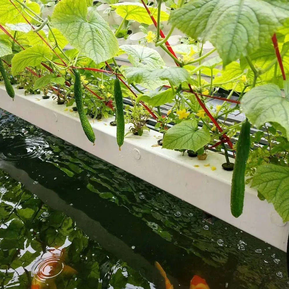 Policarbonato comercial/Plástico filme Po projeto turnkey estufas com sistema de hidroponia para pescar Simbiose Vegetais Garden