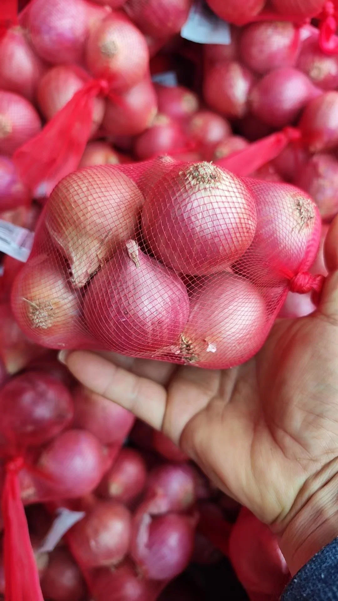 Buen Precio al por mayor Nueva cosecha fresca especificación China Shallot fresco en 1 lb Bolsa, 250grams