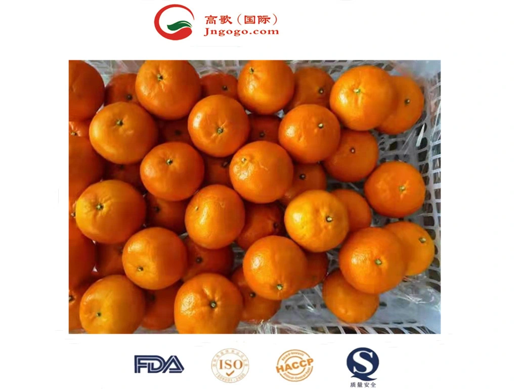 Fresh Mandarin Fragrant and Sweet Mandarin Juicy Wogan Mandarin