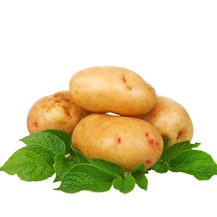Top Quality Fresh Potato From China