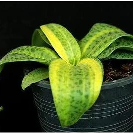 Amarillo Variegata Drimiopsis Bonsai decorativos