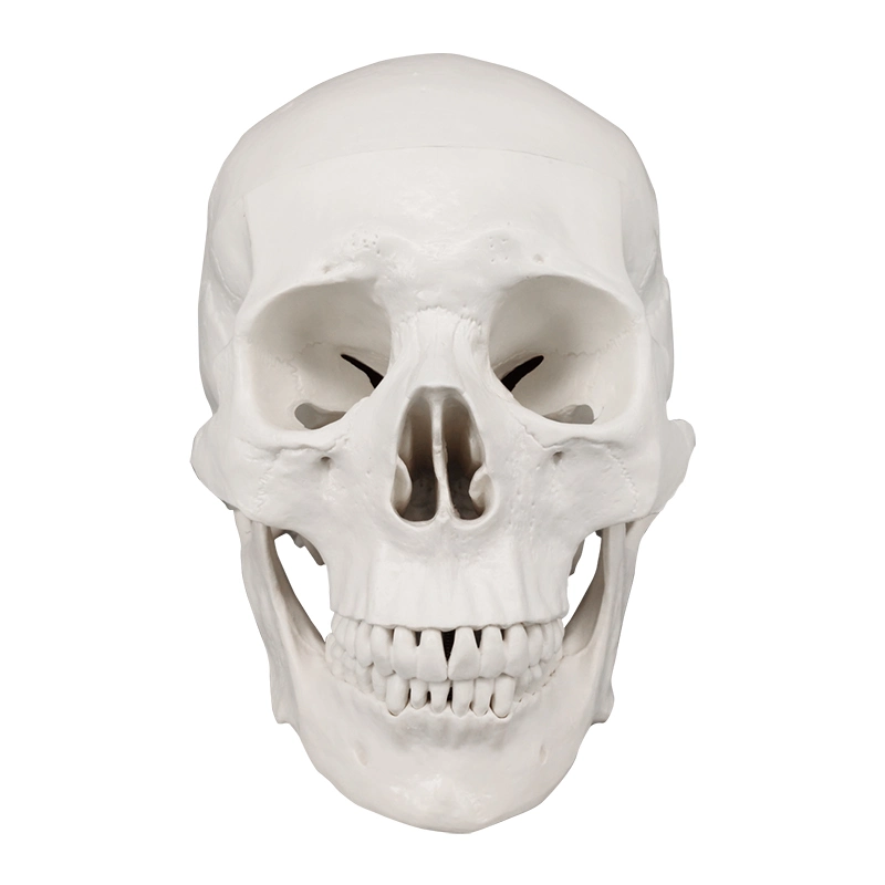 نموذج PVC Anatomy White Skull ثلاثي الأبعاد بالحجم الطبيعي