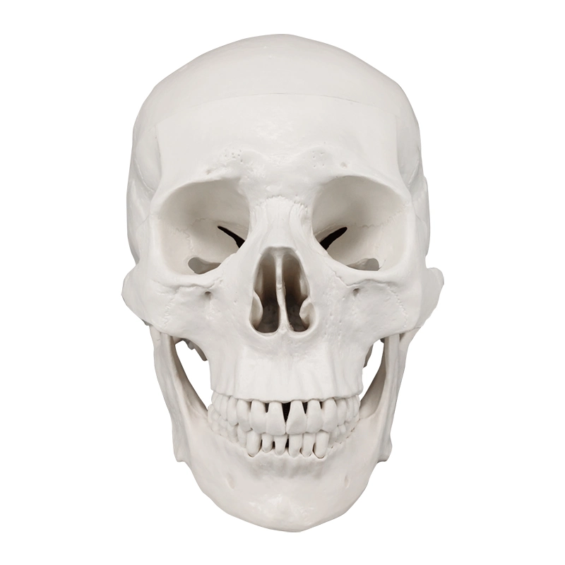 Life Size PVC Anatomy White Skull 3D Model