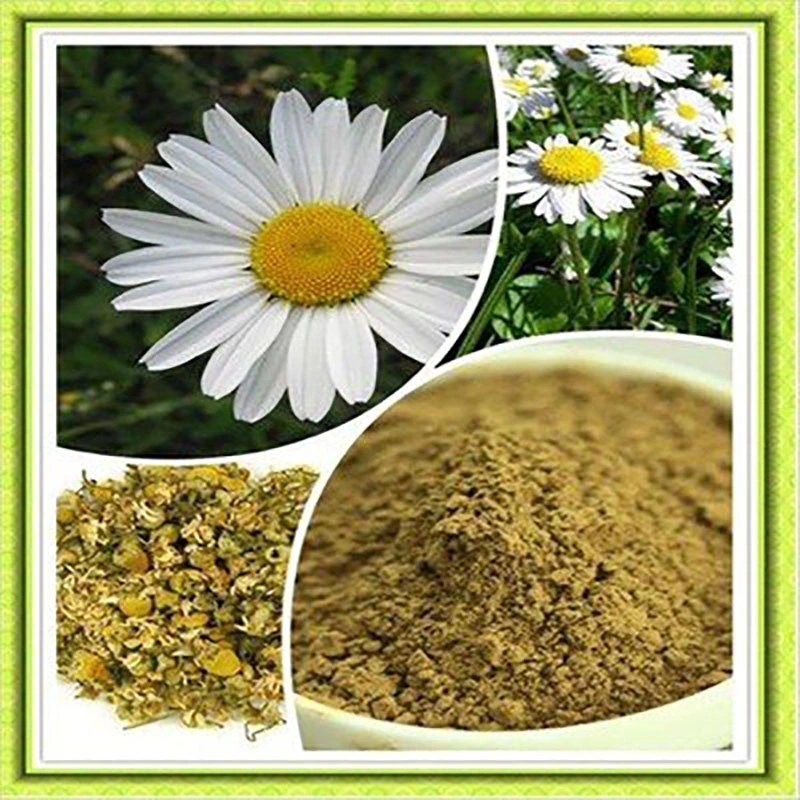 Factory Wild Feed Chrysanthemum Pollen Chrysanthemun Flower Extract