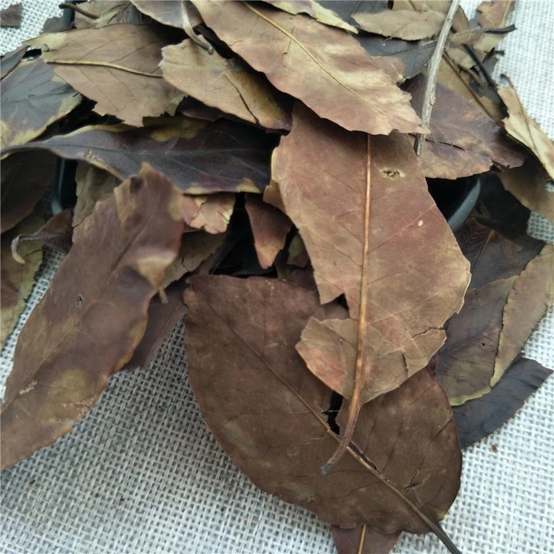 Dong Qing Ye Medicina tradicional China Hoja de Wintergreen cruda