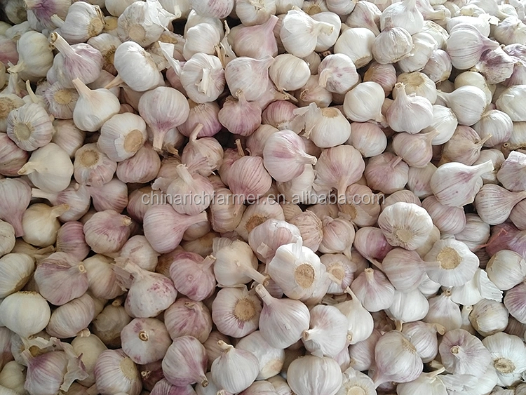 New Crop Pure White Garlic Normal White Garlic Export From China