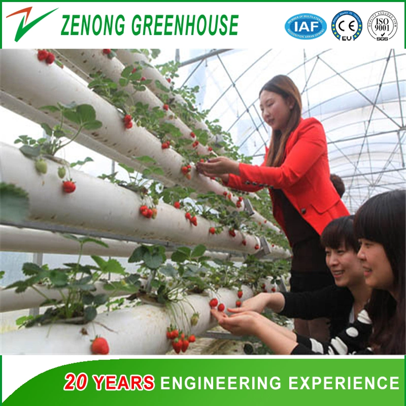 Cherry Greenhouse with Hot Galvanized Steel and Po Film