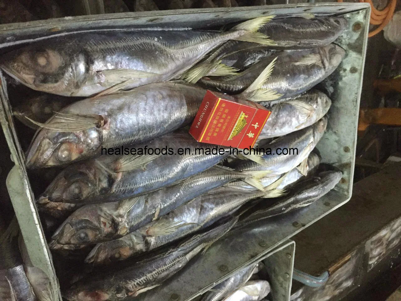 Chinese 20cm+ Frozen Horse Mackerel with Lowest Price