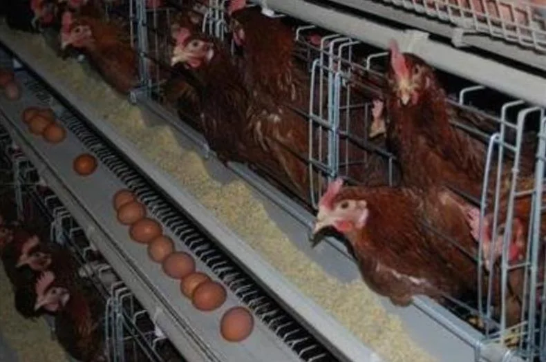 Otro tipo de jaula Husbanfry/animal/Equipo de pollo de granja de aves de corral de ganado maquinaria/equipo/Automático de galvanizado en caliente de la jaula de aves de granja pollo /A&amp;H típ.