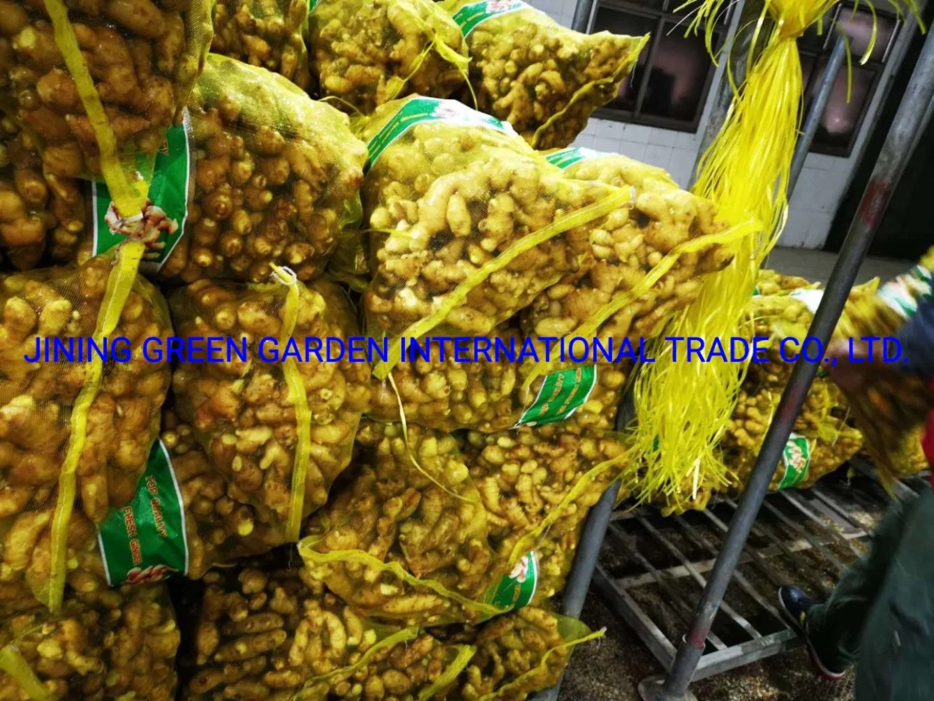 Hot Selling Wholesale Factory Price China Fresh Ginger From Shandong China for Export