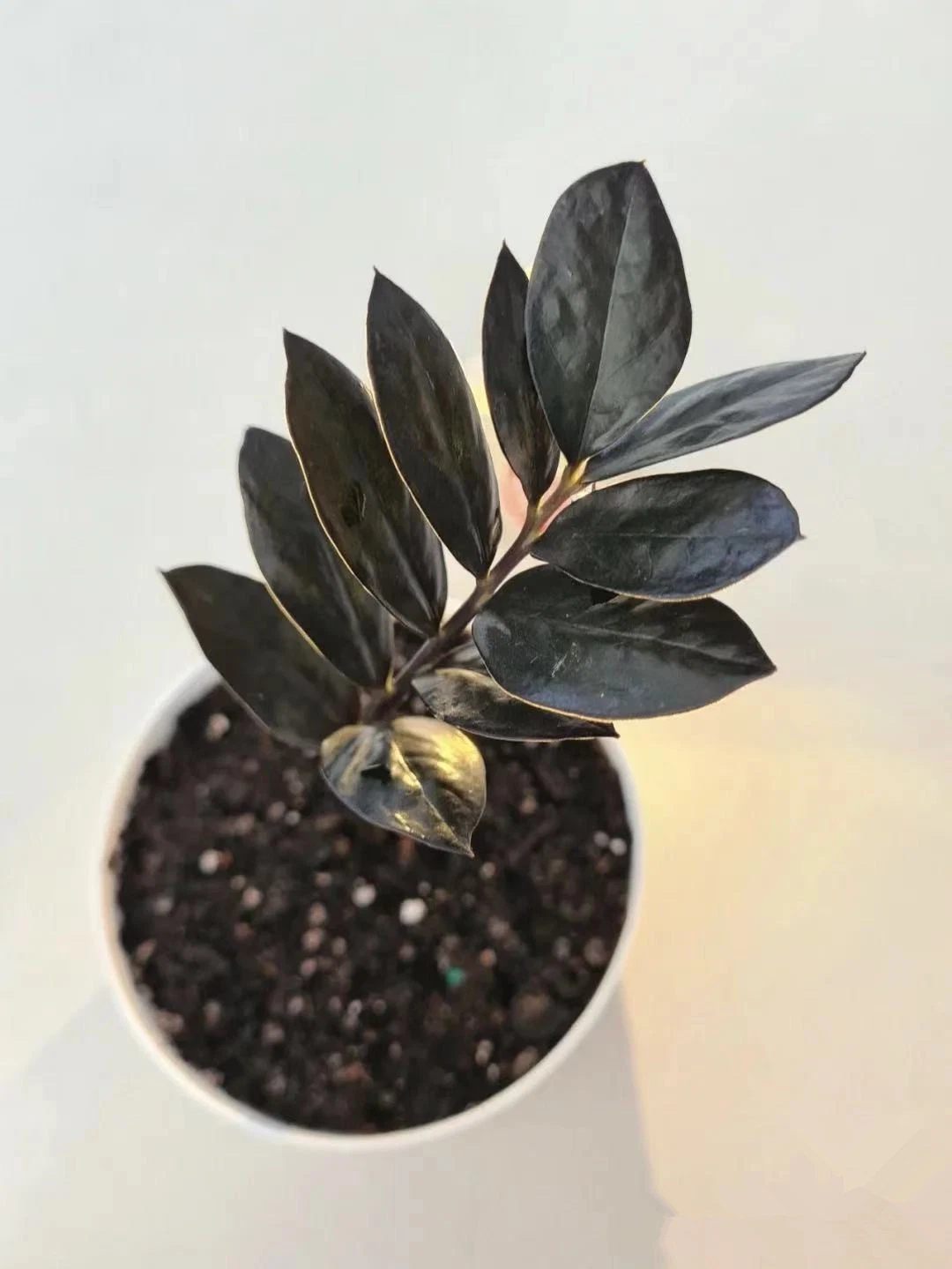 Mayorista/Proveedor Interior Nueva variedad de plantas ZZ Negro Zamioculcas Zamiiifolia Bonsai