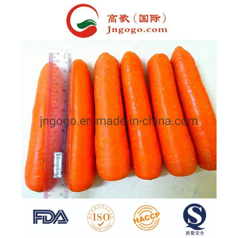 Good Quality for Export Fresh Carrot