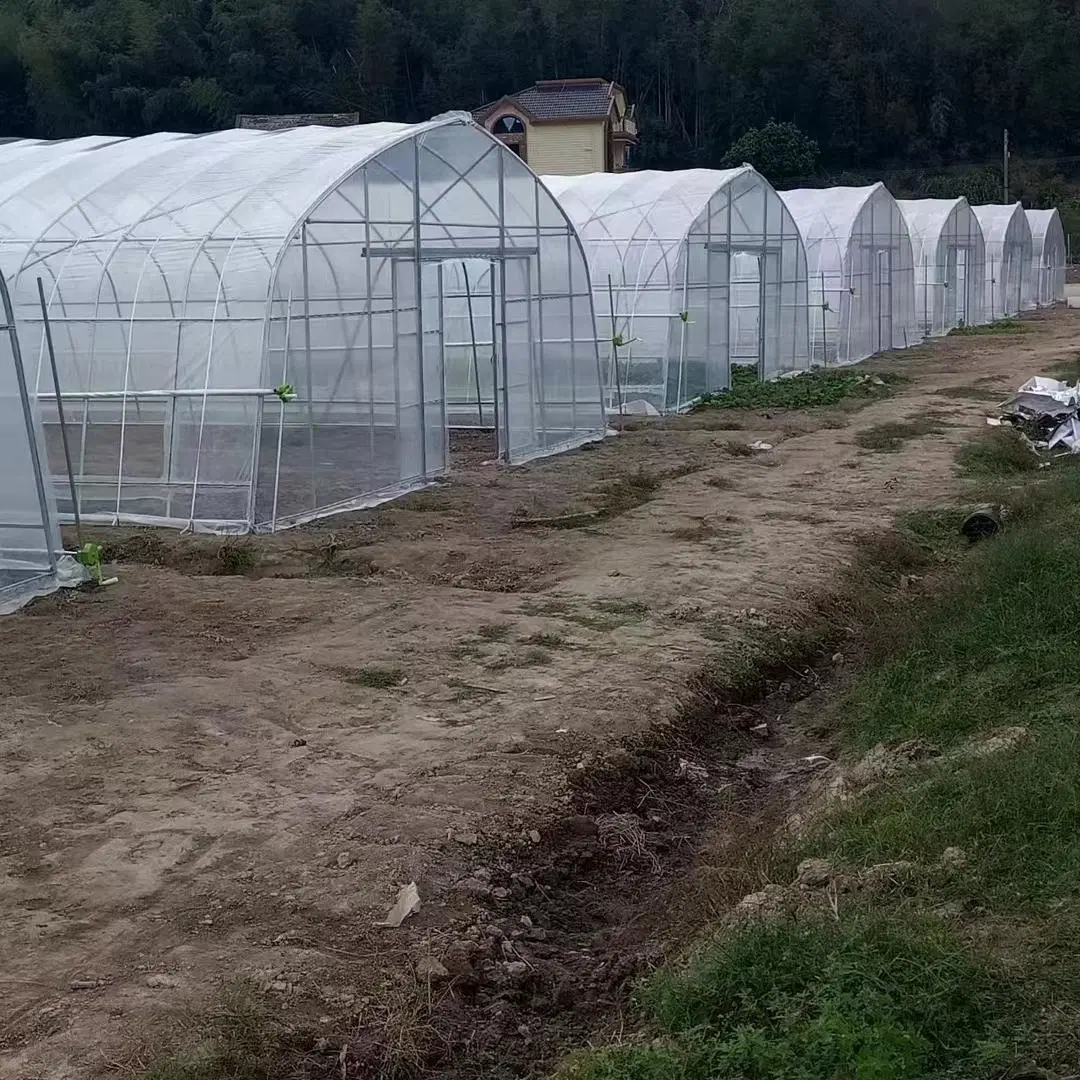 Transparent Polyethylene Greenhouse Film Single-Span Type Tunnel Greenhouse
