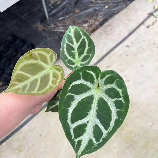 Anthurium Crystallinum Linden & Andr&eacute; Indoor Plants