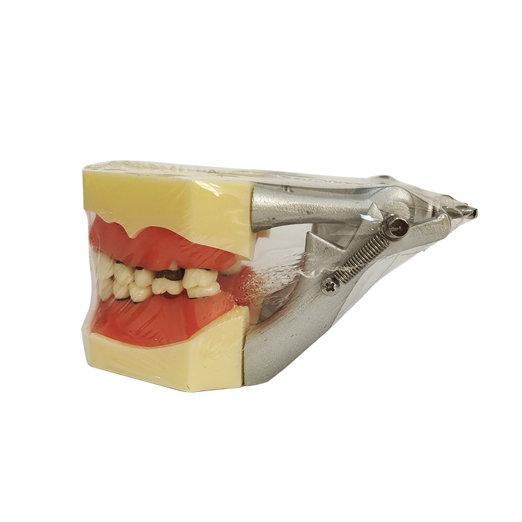 Modelo de estudio Dental modelo periodontal