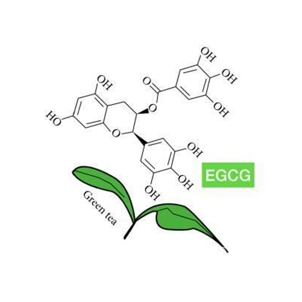 Fornecer 98% extracto de chá verde EGCG 98% 989-51-5