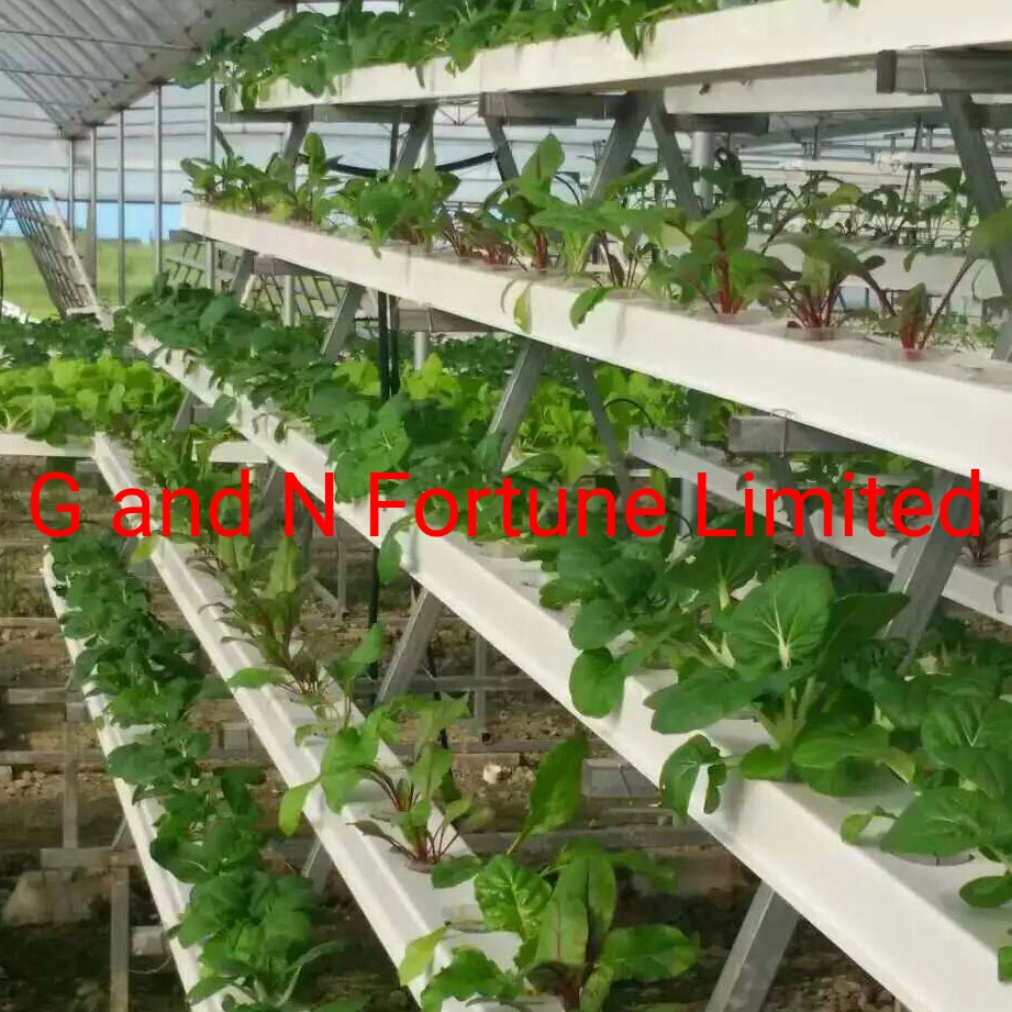 9.6 Meters Across Three Roofs Polycarbonate Sheet Greenhouse with Hydroponic Nft Growing System for Vegetable